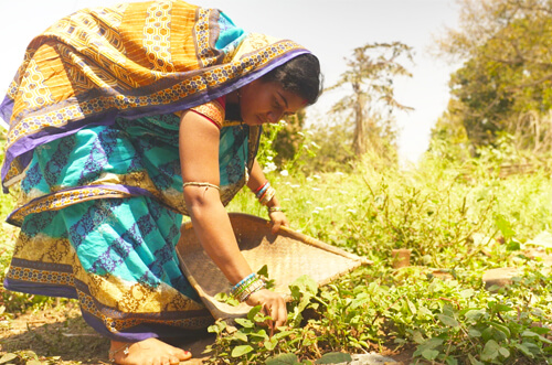 Kitchen Garden Initiative